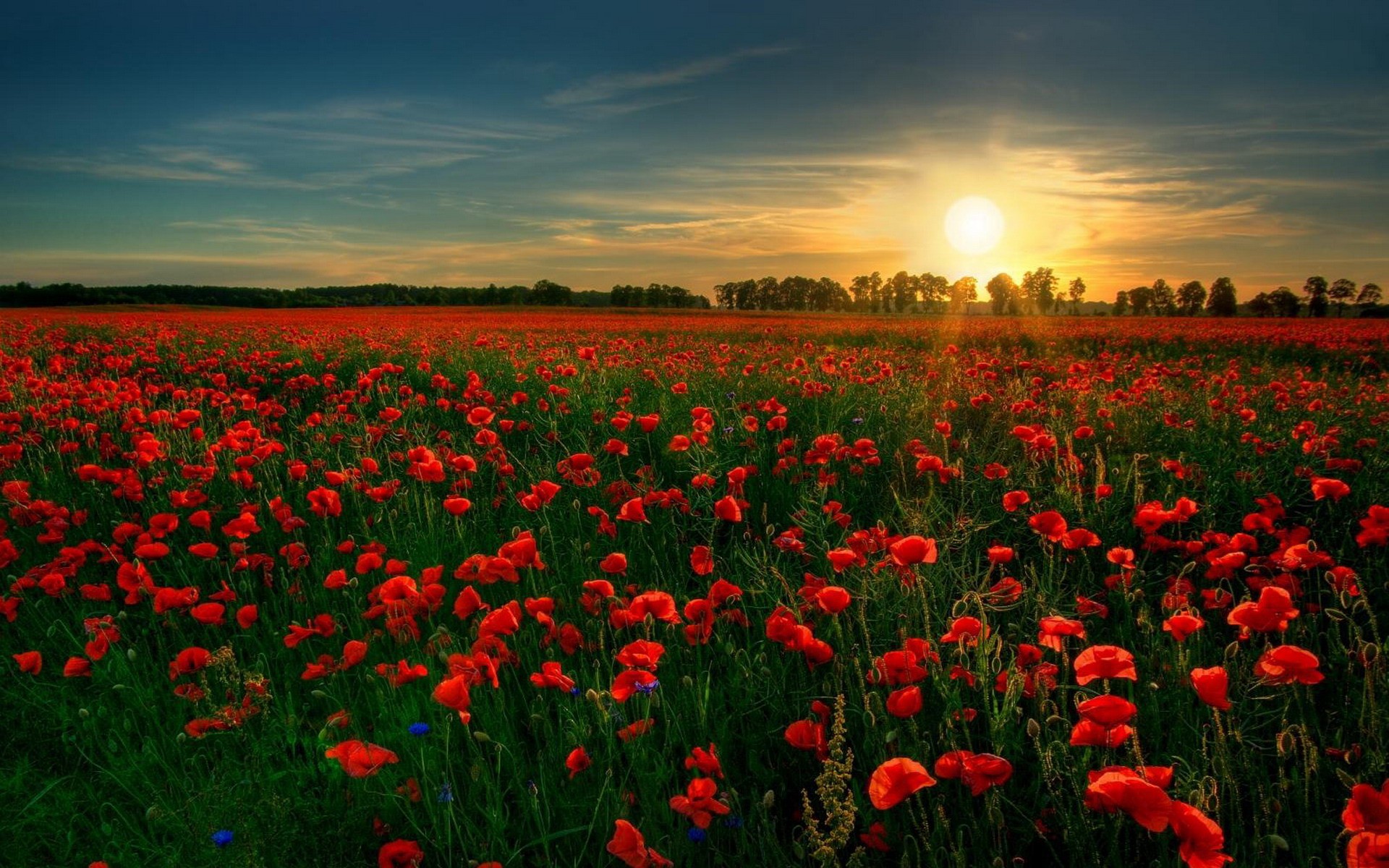 Những cánh đồng hoa quyến rũ bậc nhất châu Âu - Tin tức du lịch 24h