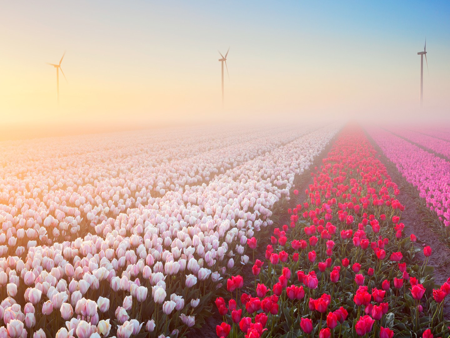 Hoa tulip rực rỡ của Hà Lan