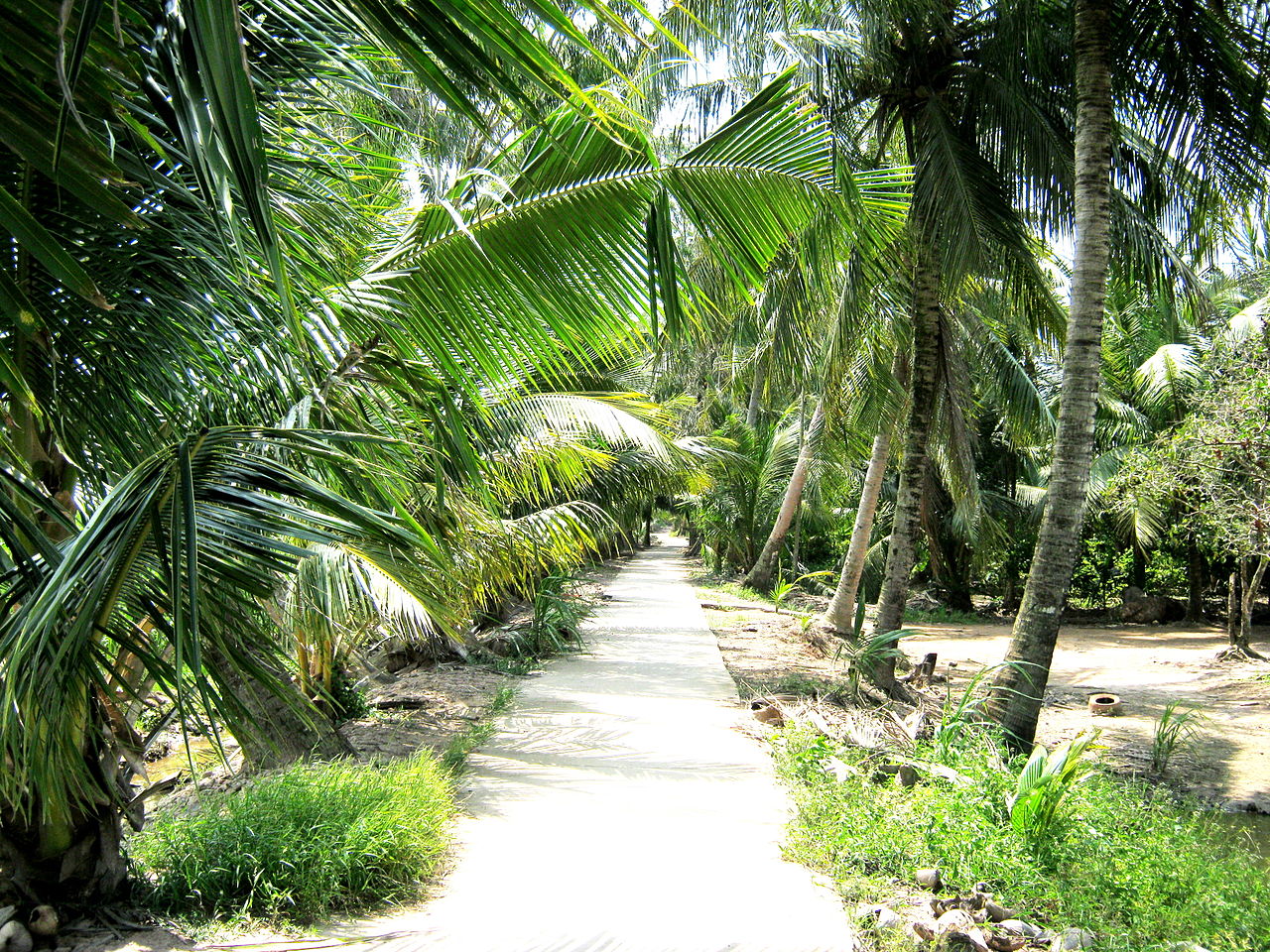Hàng dừa xanh tươi ở Cù Lao Dung