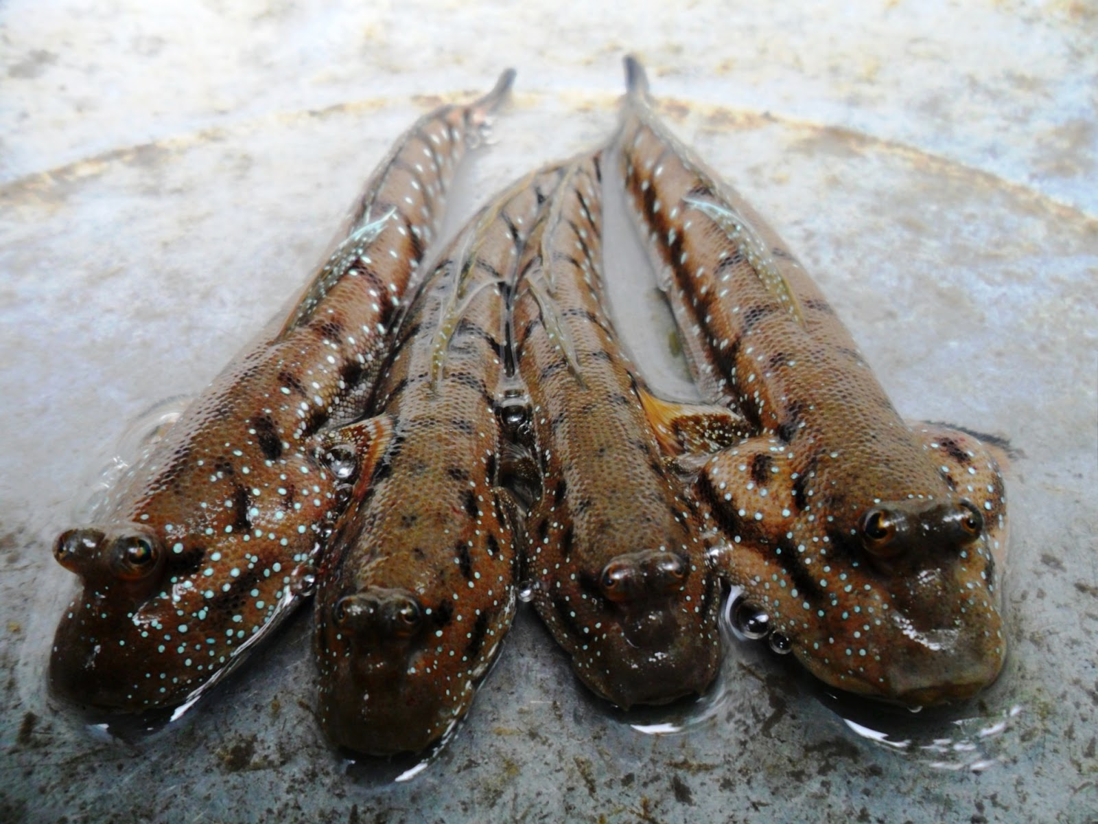 Cá bống- đặc sản của cù lao Dung không thể bỏ qua khi du lịch miền Tây