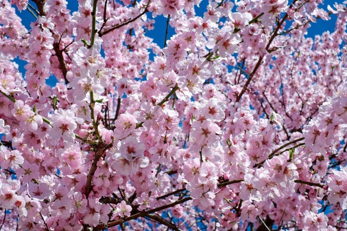 Lễ hội hoa anh đào thường niên tại Nhật bị hủy bỏ