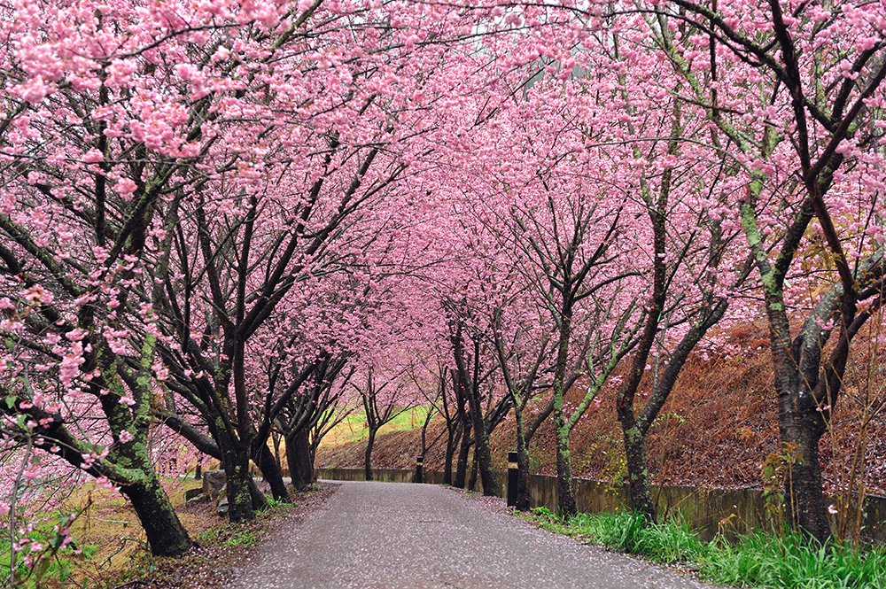 Nhật Bản là "xứ sở hoa anh đào"