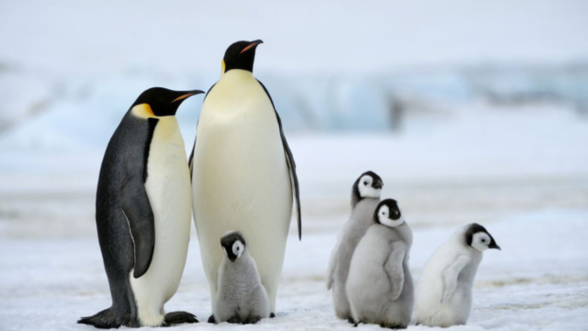 Vùng tập trung các loài chim cánh cụt ở Pháp
